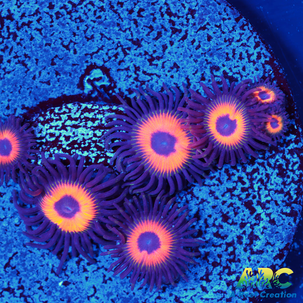 Johnny's Sea Pumpkins