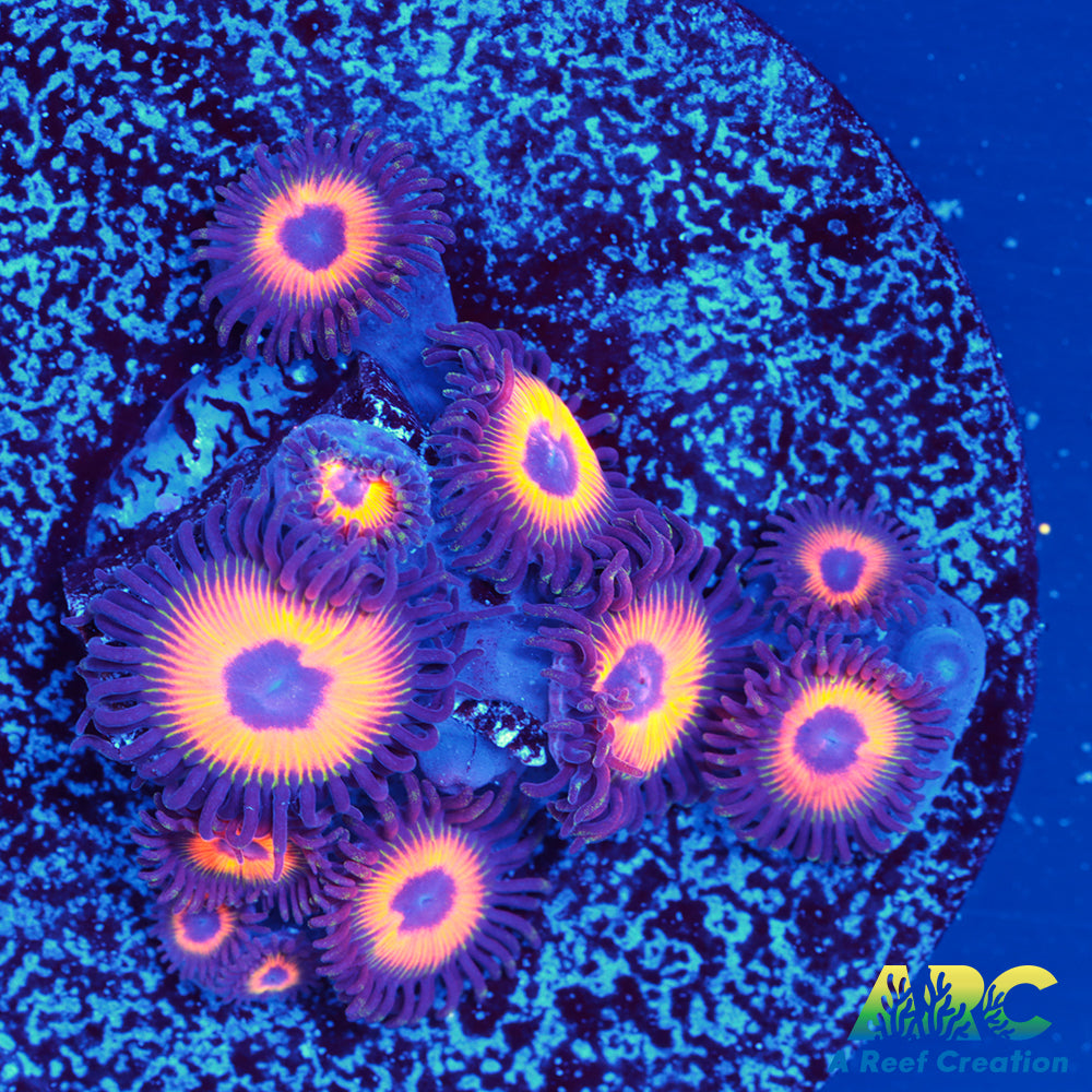 Johnny's Sea Pumpkins