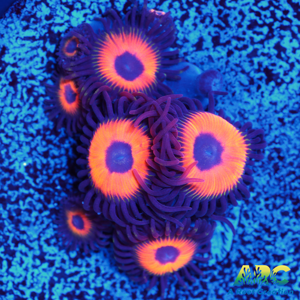 Johnny's Sea Pumpkins