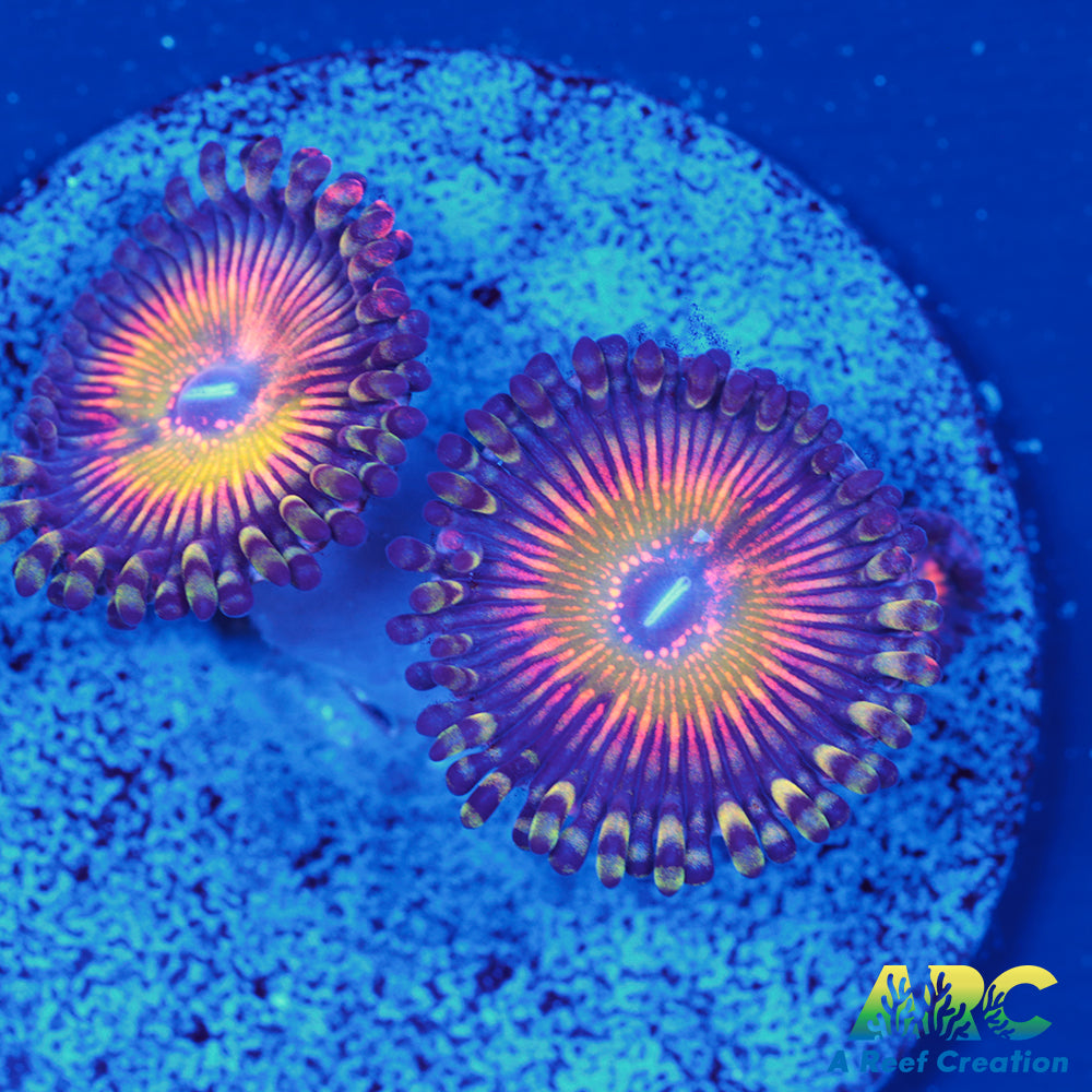 ASD Hyper Jubilee Paly