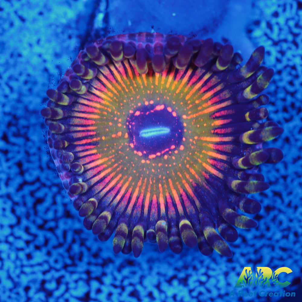 ASD Hyper Jubilee Paly