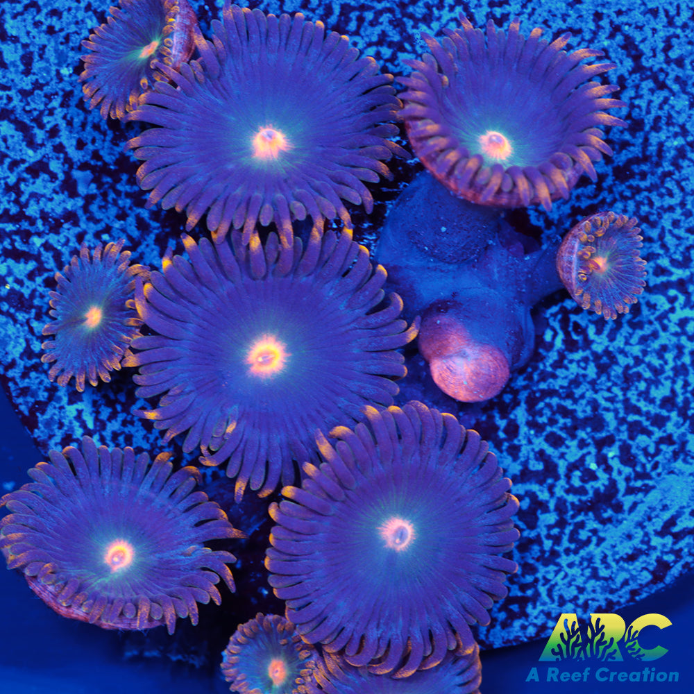 CC Alien Blueberries