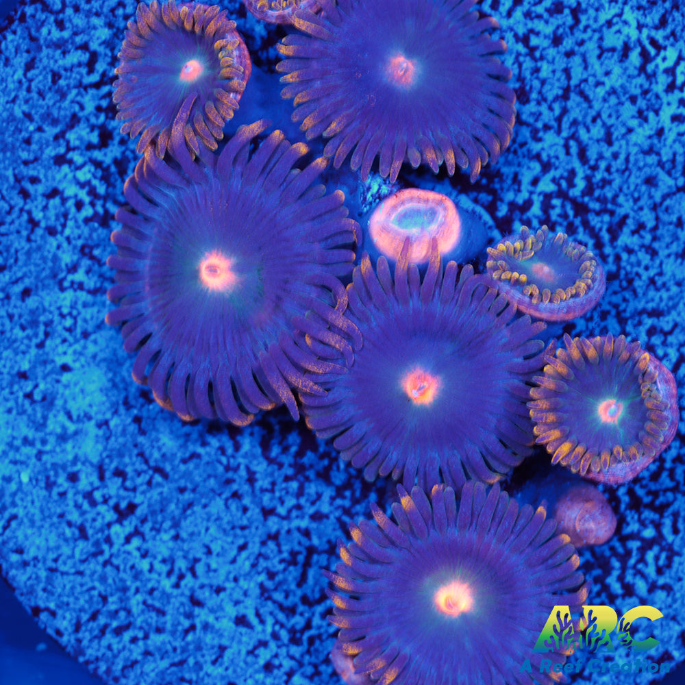 CC Alien Blueberries