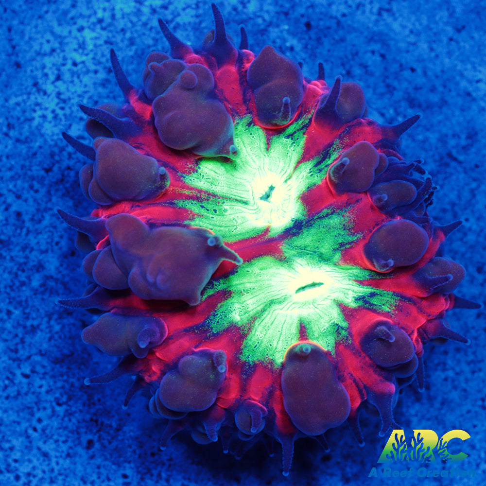 ARC Black Cherry Blasto