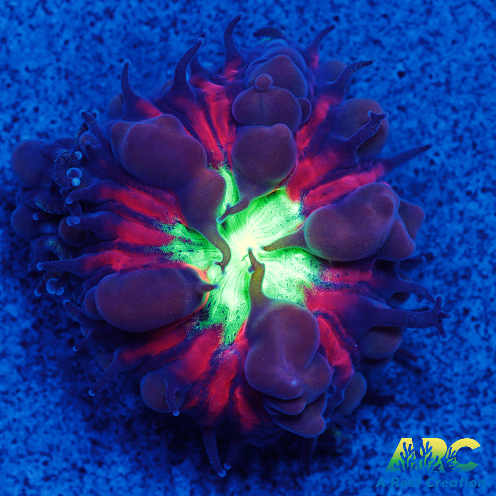 ARC Black Cherry Blasto