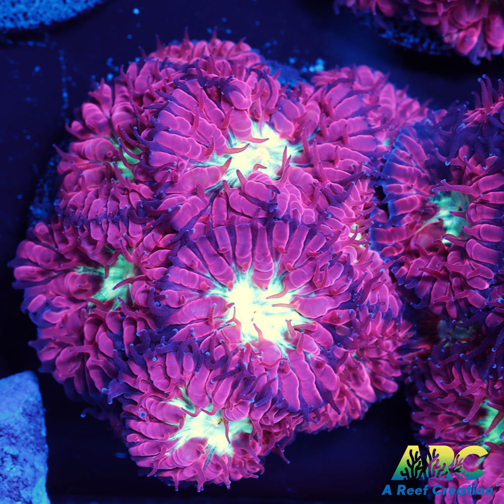 ARC Jeff's Blasto Merletti