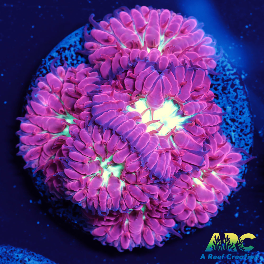 ARC Jeff's Blasto Merletti