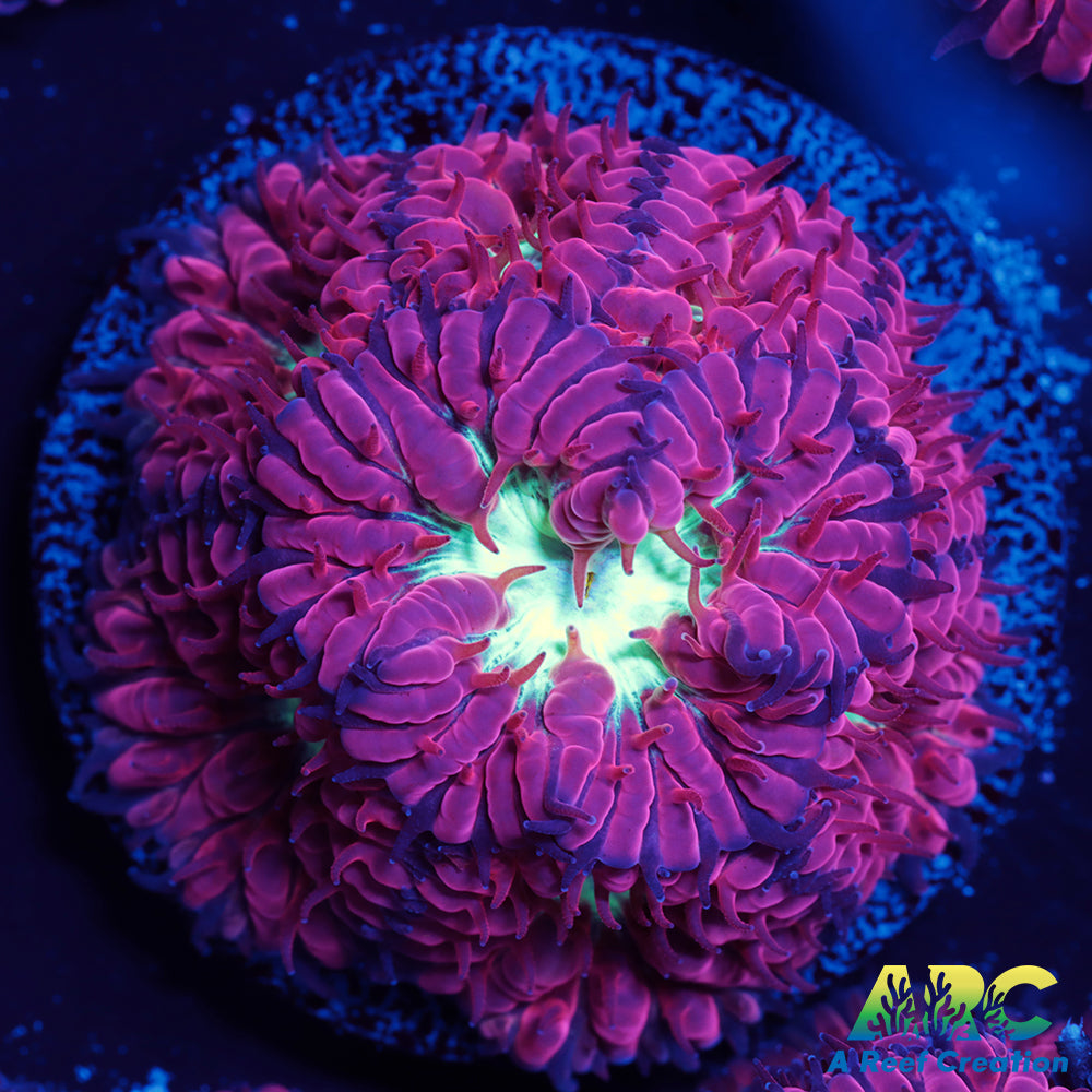 ARC Jeff's Blasto Merletti