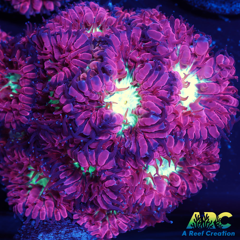 ARC Jeff's Blasto Merletti