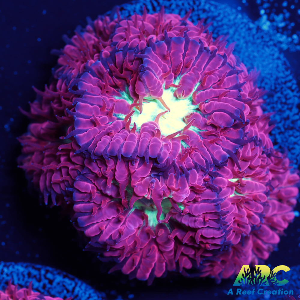 ARC Jeff's Blasto Merletti