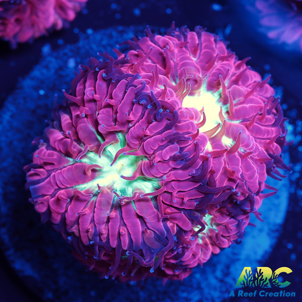 ARC Jeff's Blasto Merletti