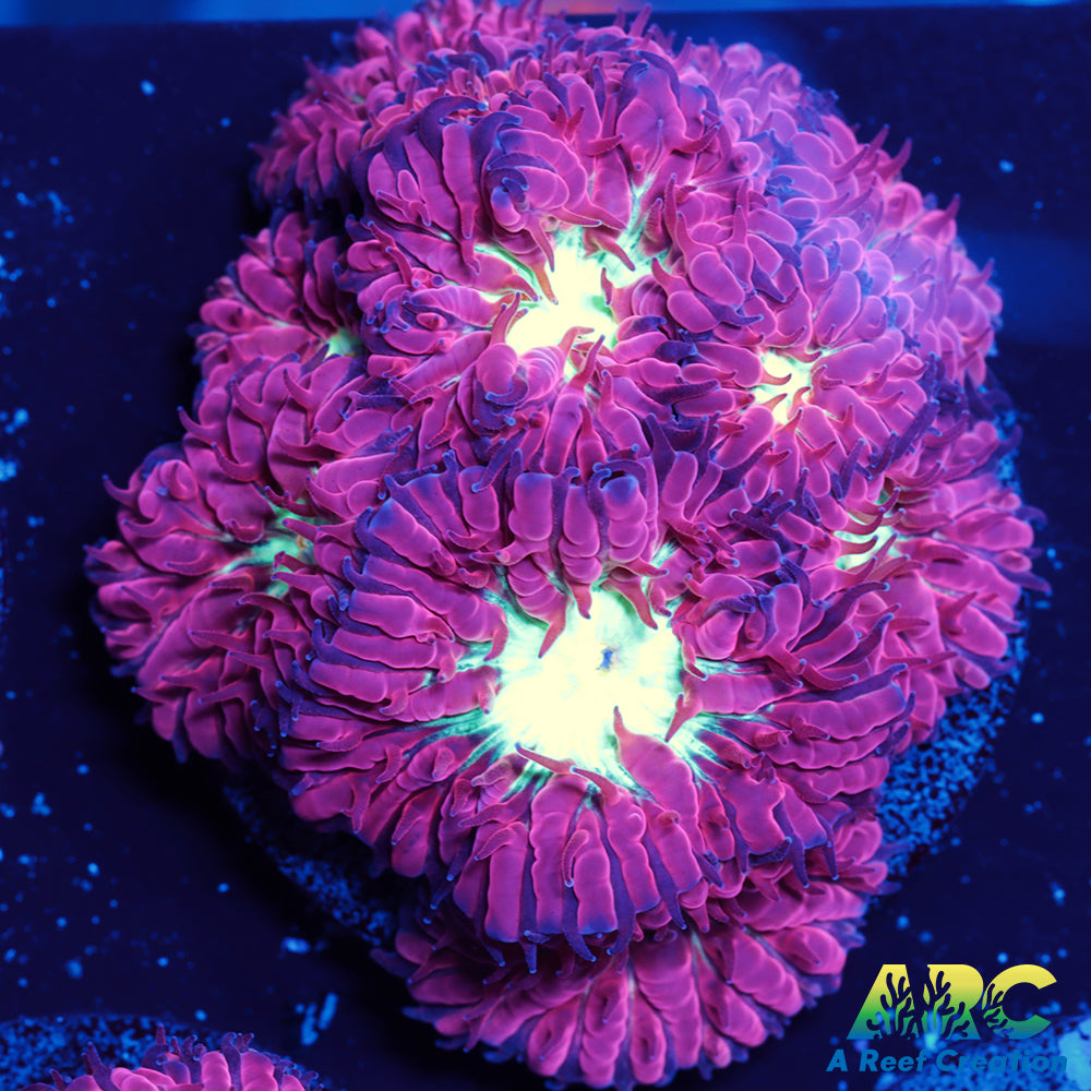 ARC Jeff's Blasto Merletti