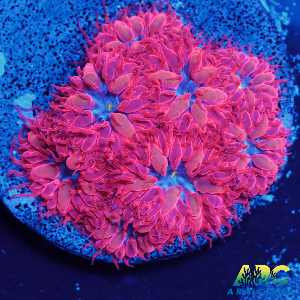 ECC Blue Raven Blasto