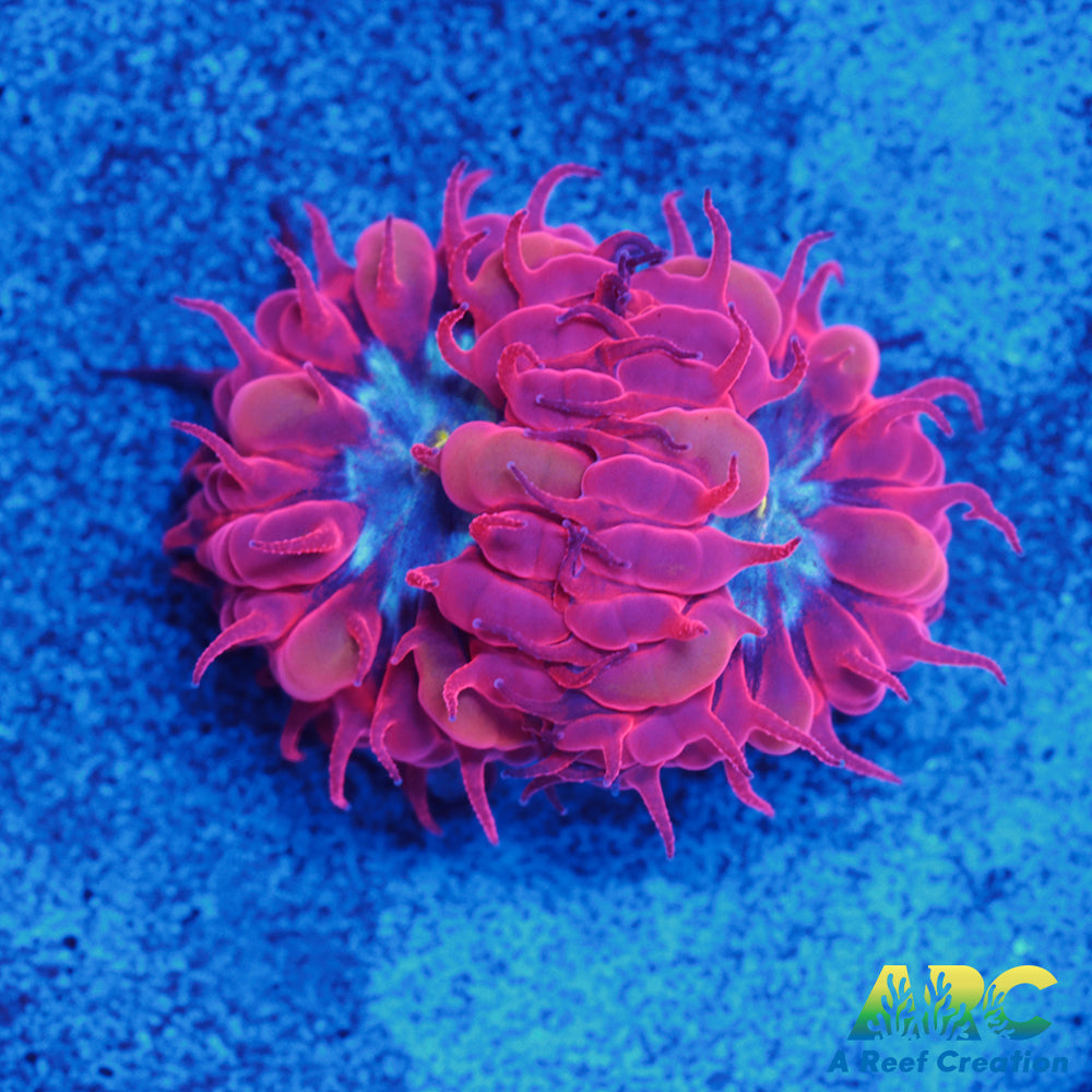 ECC Blue Raven Blasto