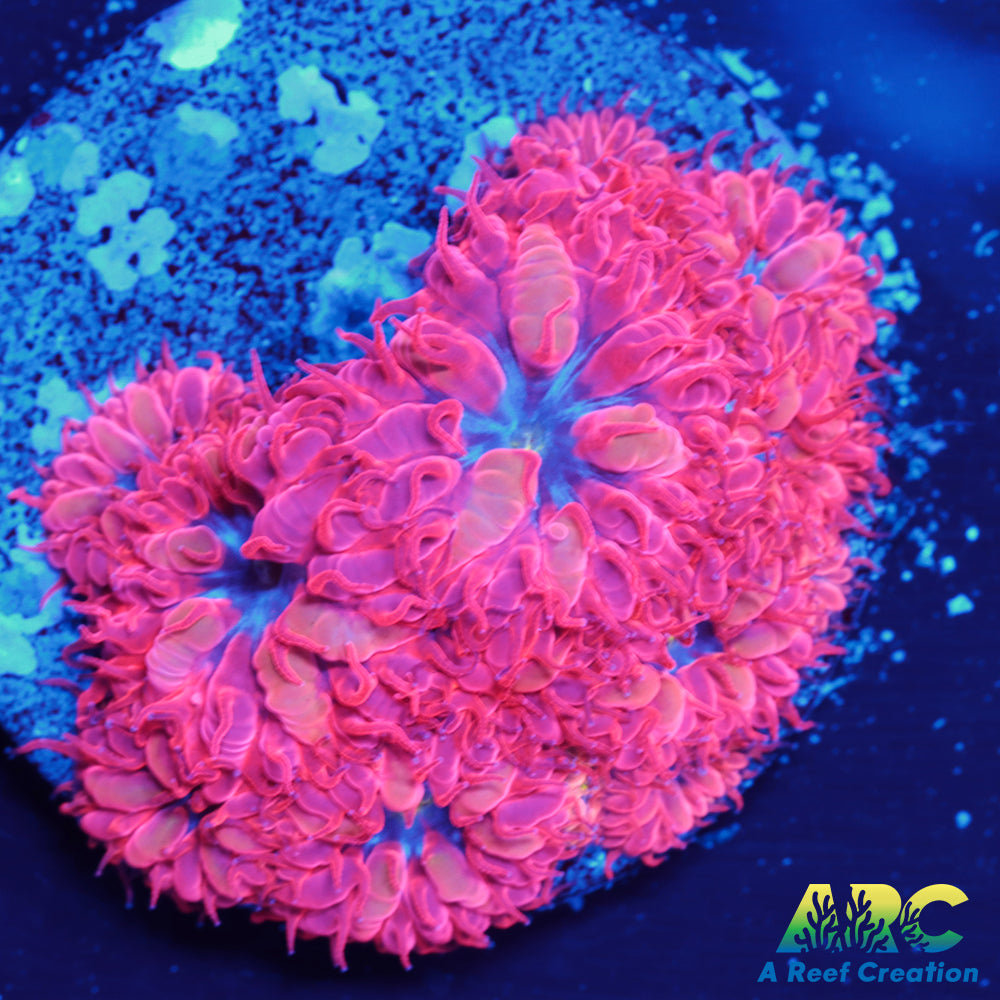 ECC Blue Raven Blasto