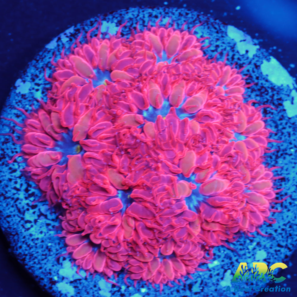 ECC Blue Raven Blasto