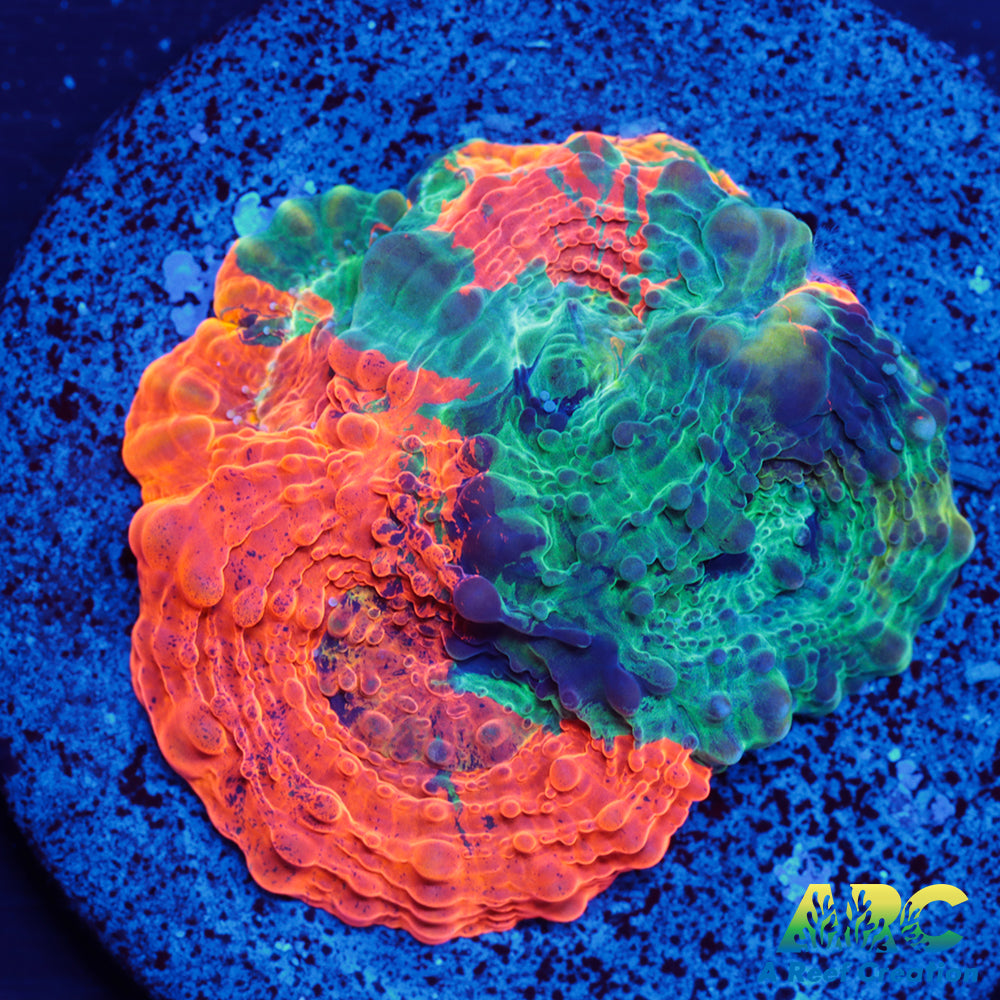 ARC Crazy Orange Echinata