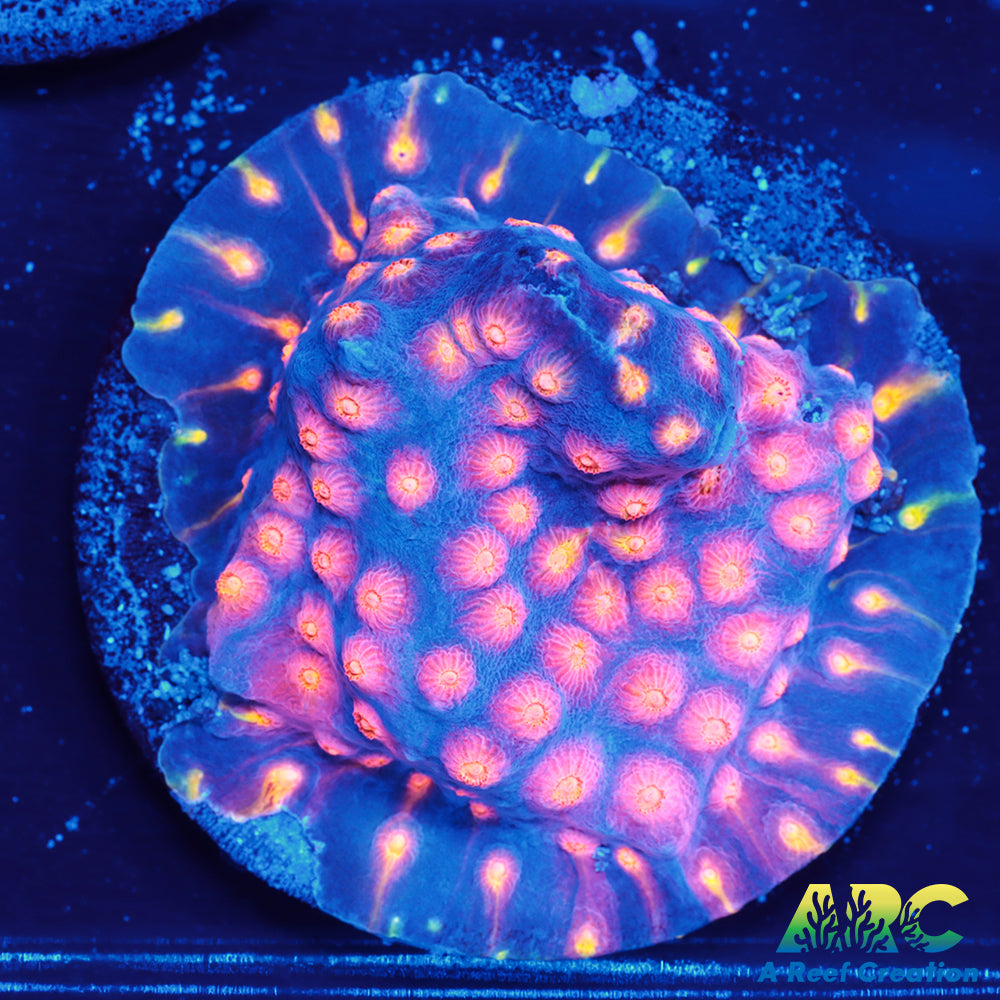 ARC Techno Viking Cyphastrea