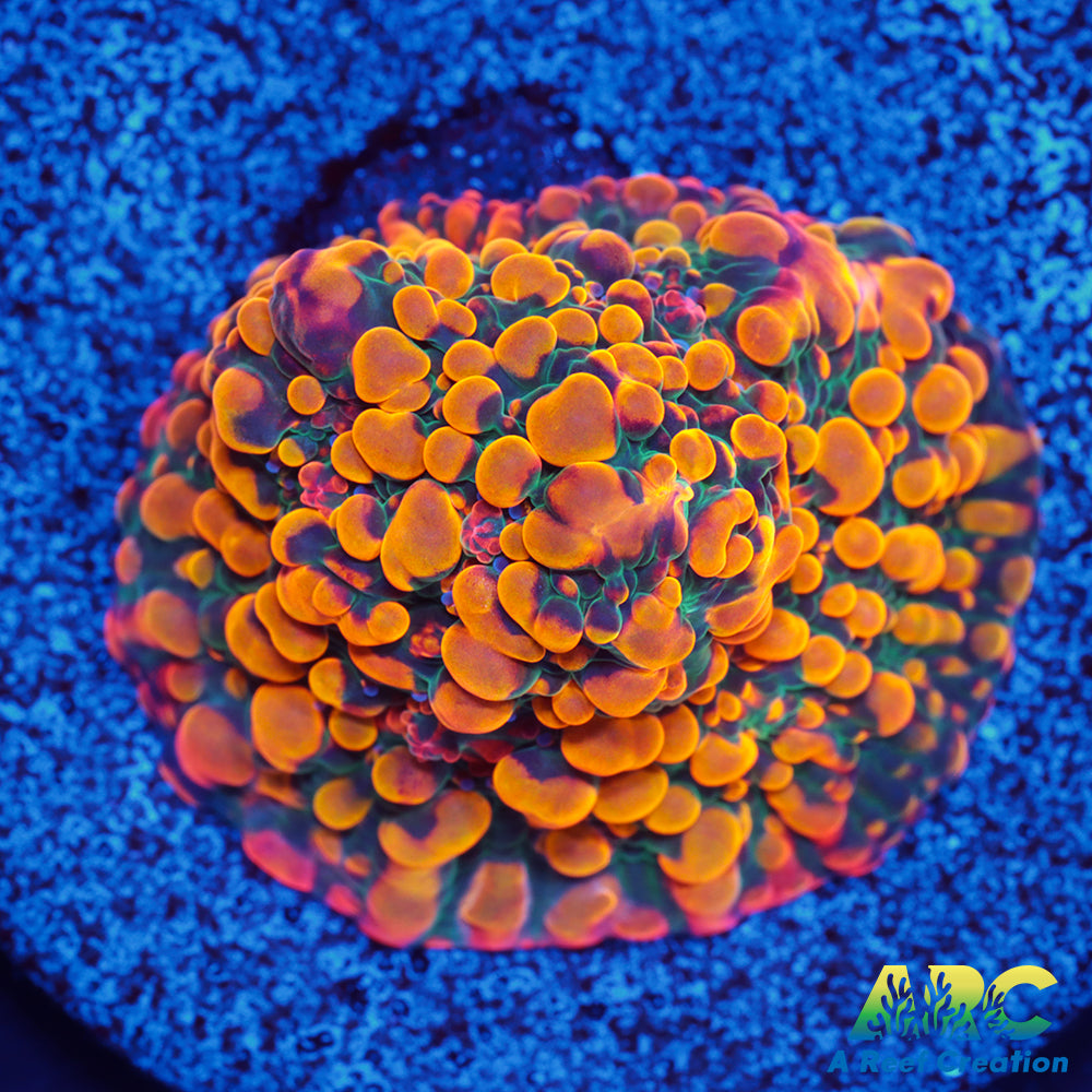 CC Cloudberries Chalice