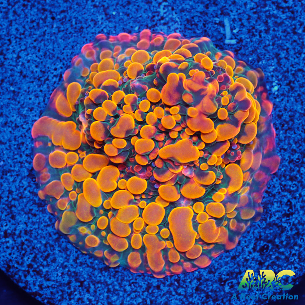 CC Cloudberries Chalice