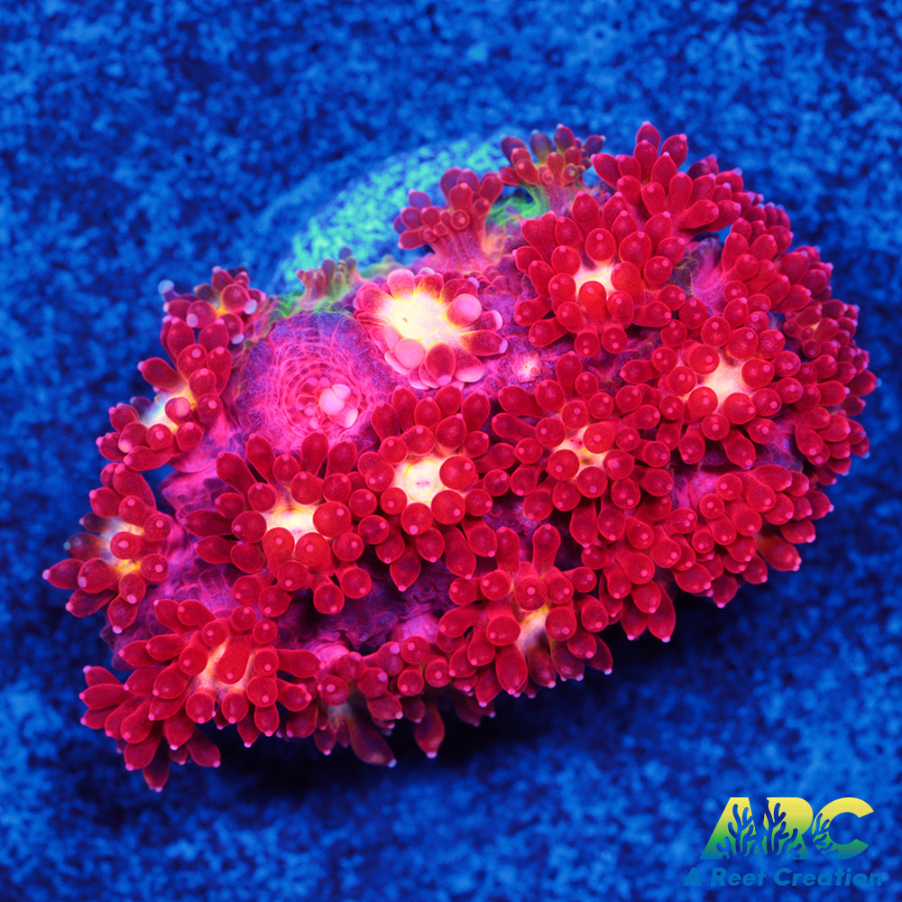 ARC Geranium Bernardpora