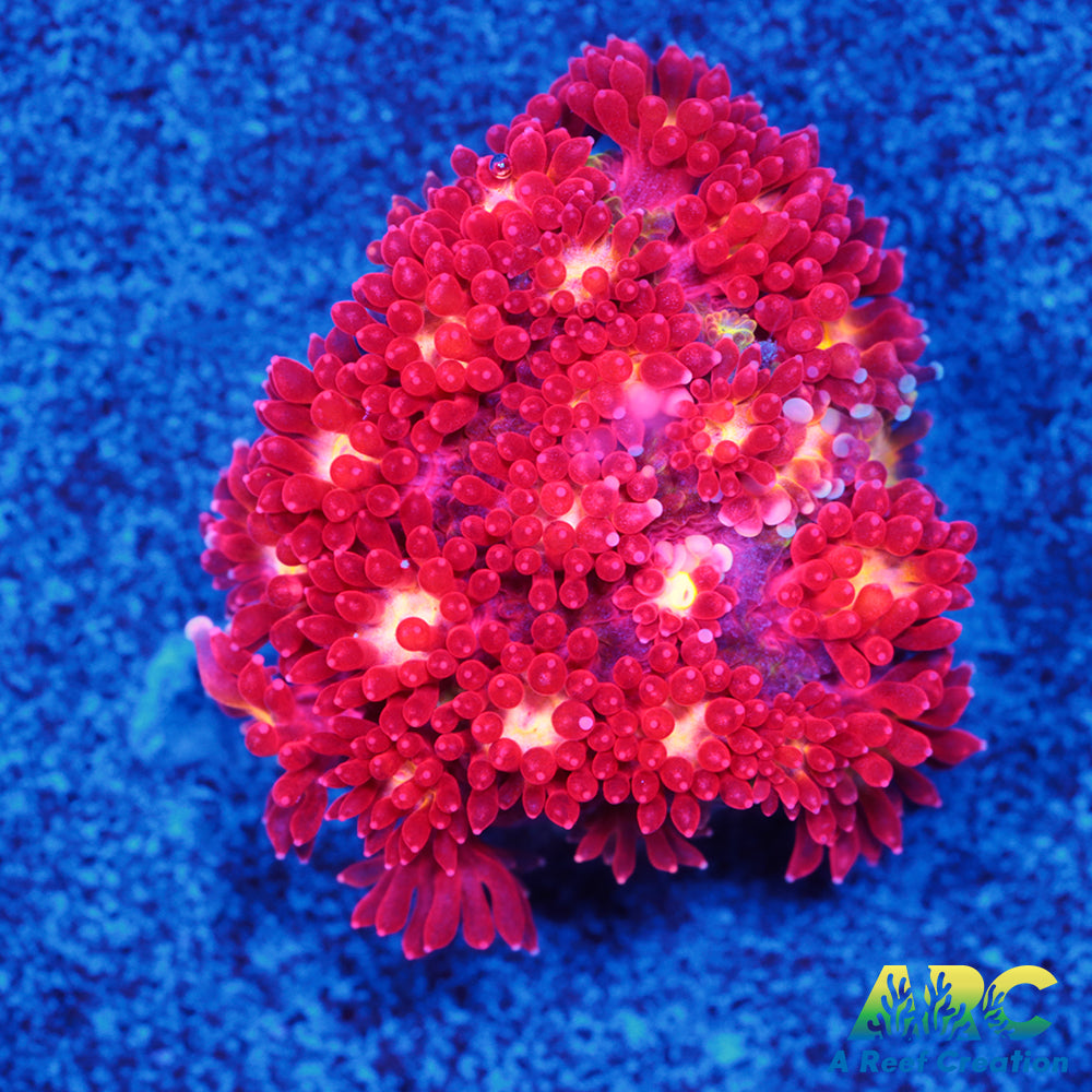 ARC Geranium Bernardpora