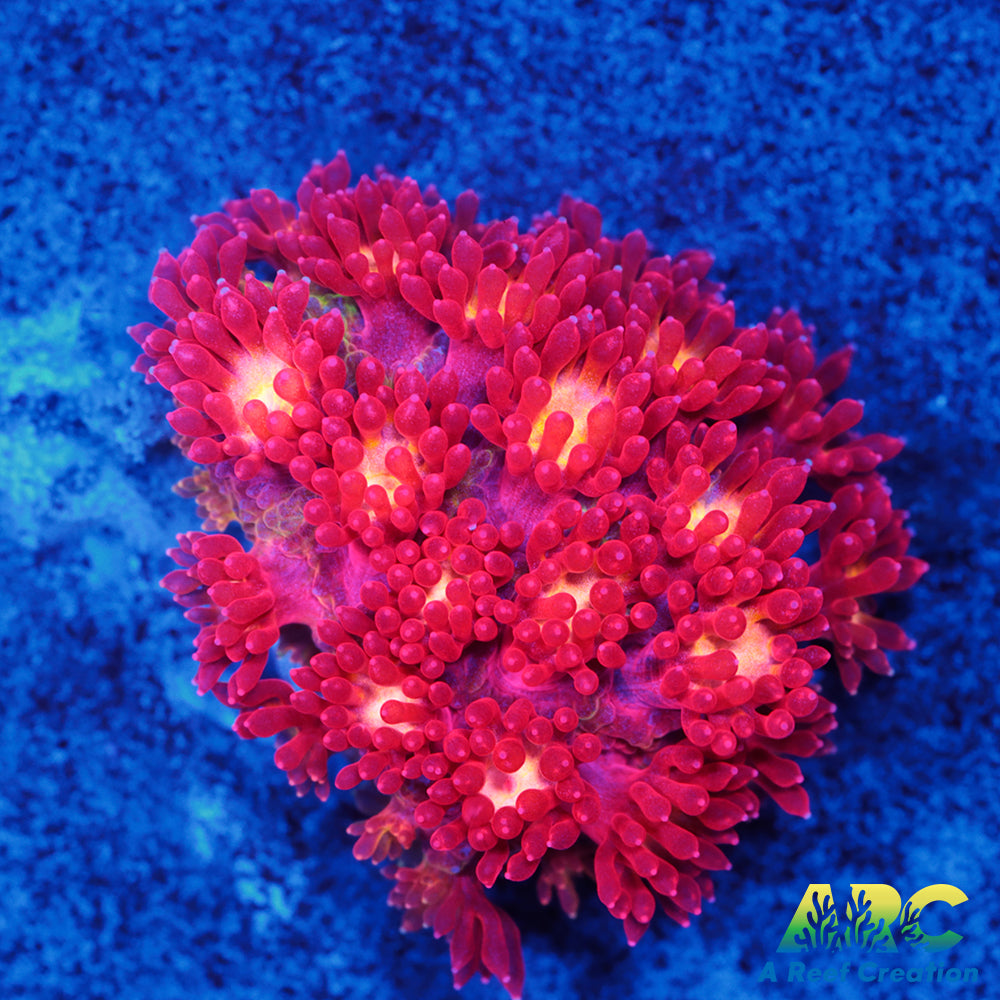 ARC Geranium Bernardpora