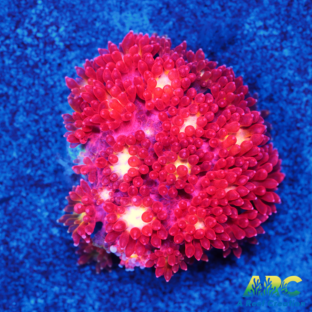 ARC Geranium Bernardpora