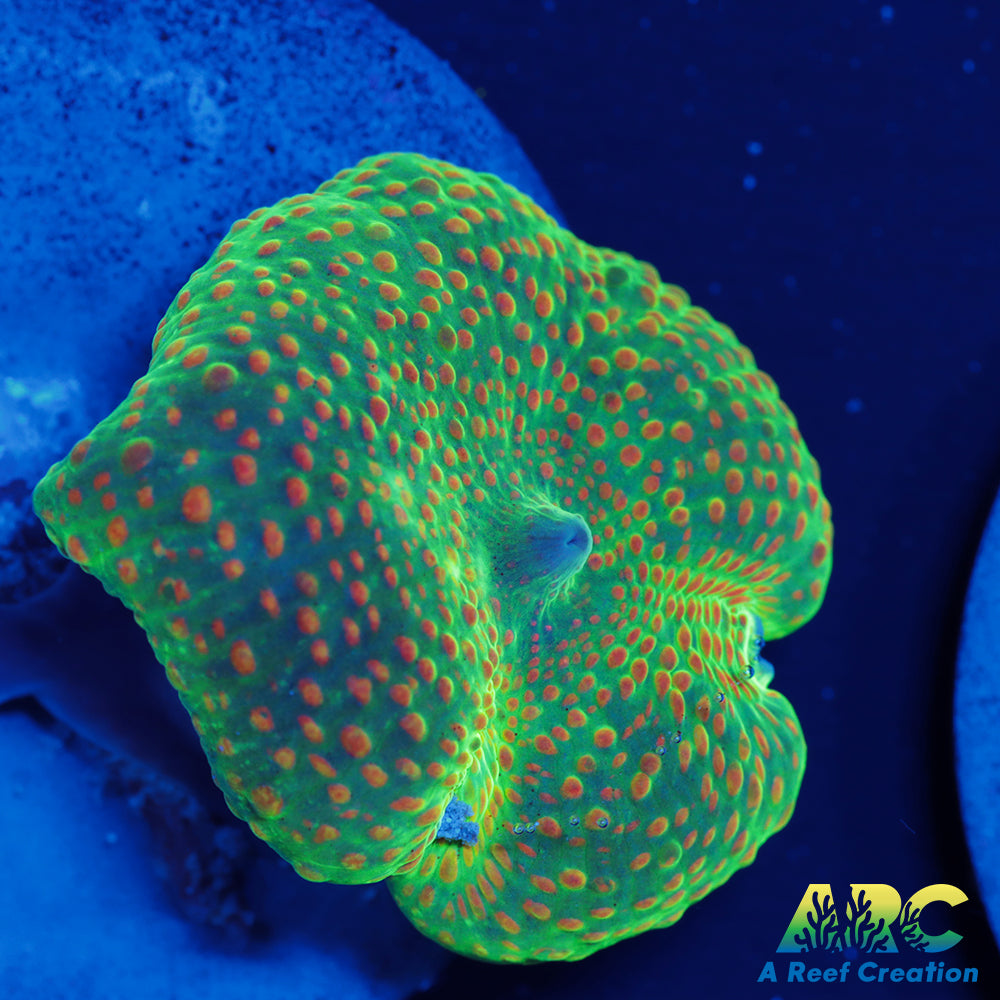 ARC Campfire Mushroom