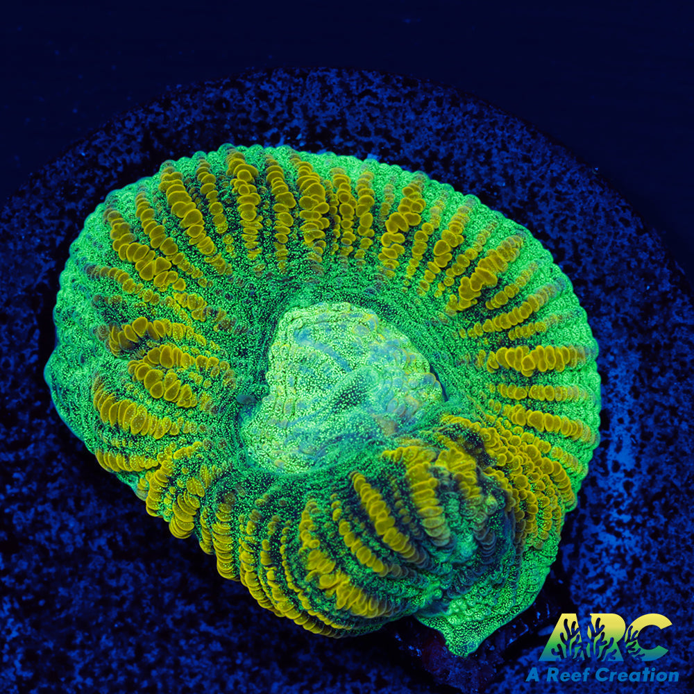 Randy's Favorite Favia