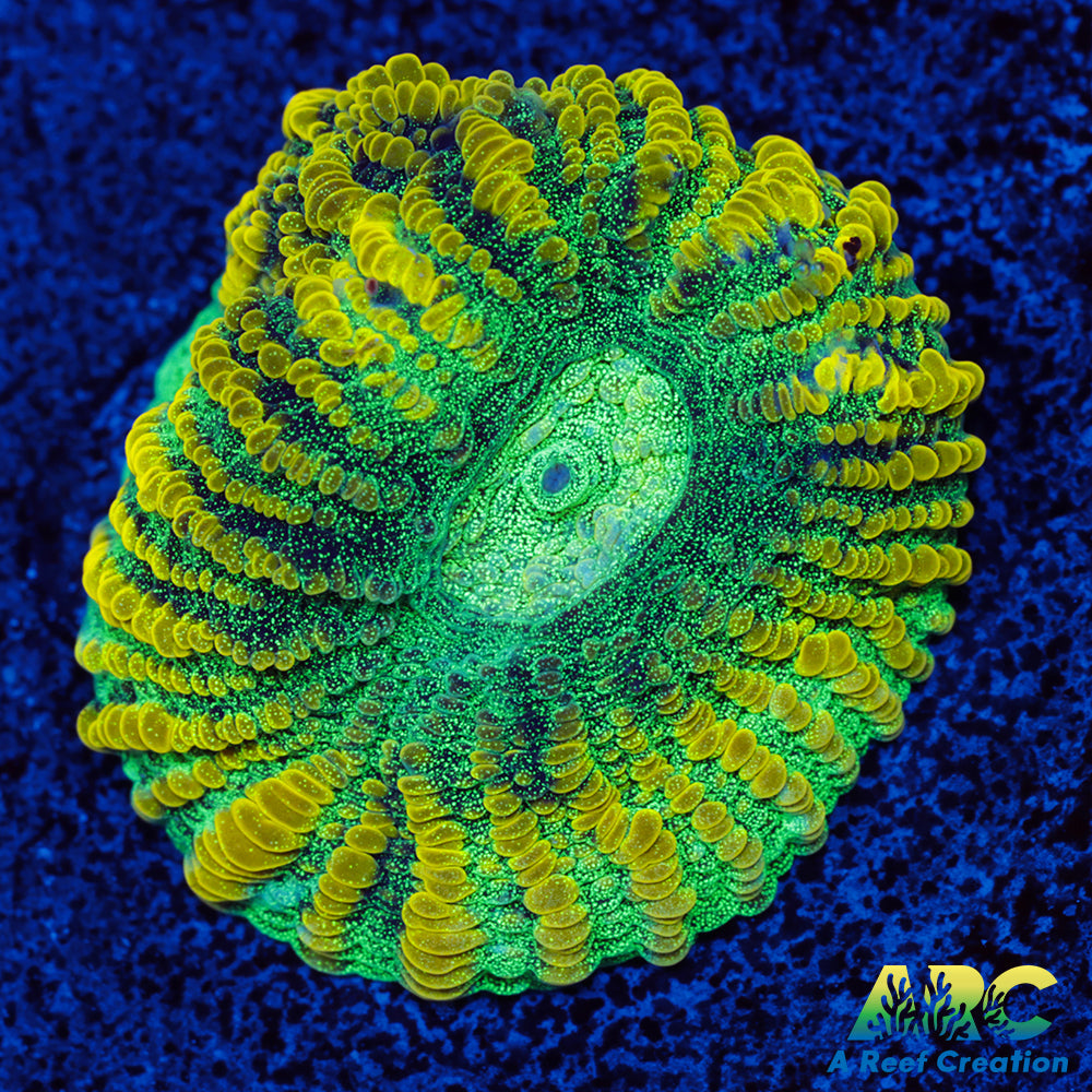 Randy's Favorite Favia