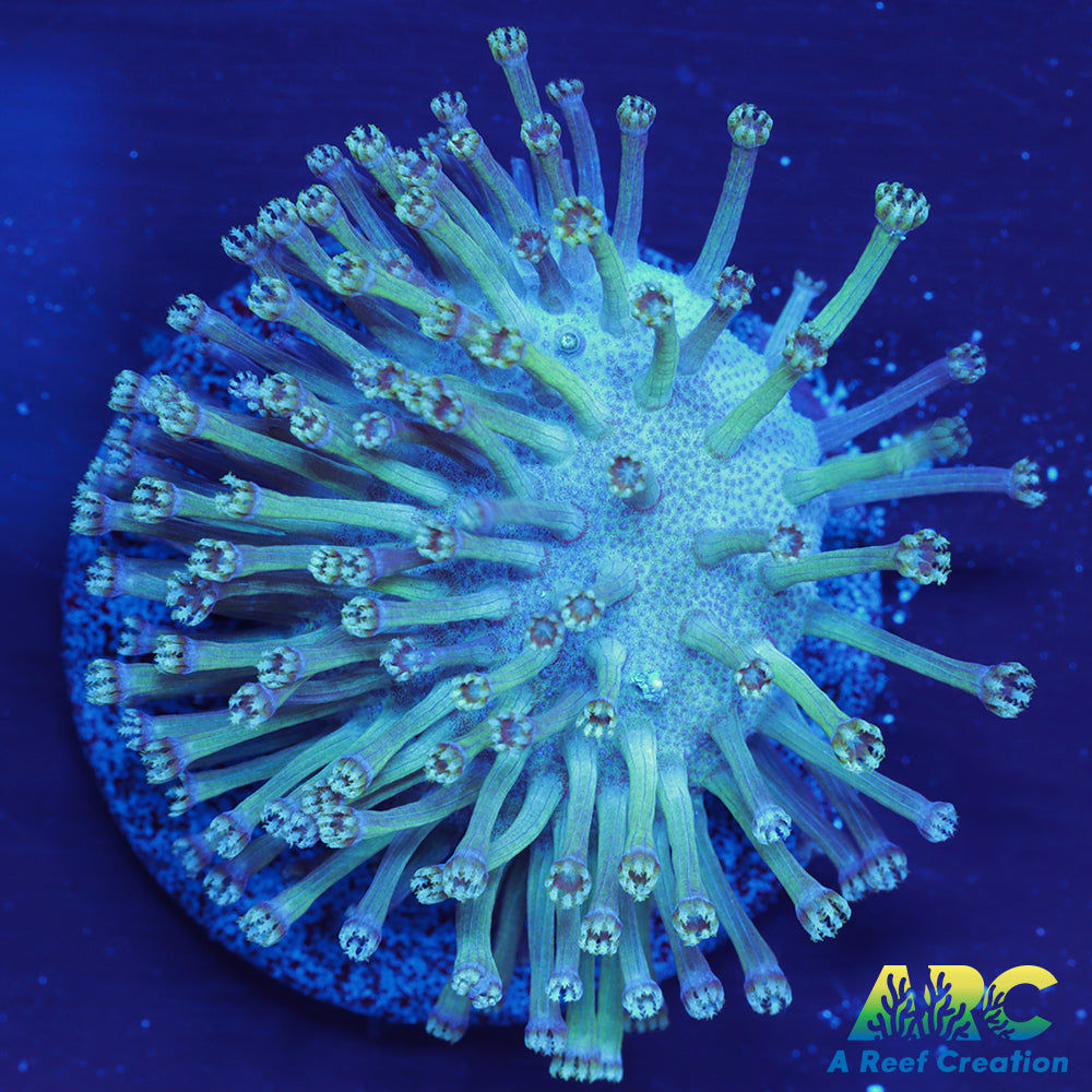 CC Weeping Willow Toadstool