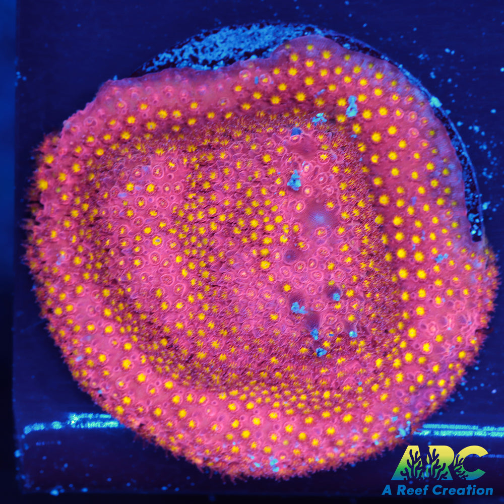 ARC Bling Bling Stylo