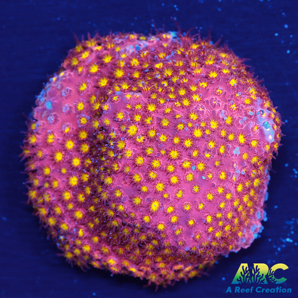 ARC Bling Bling Stylo