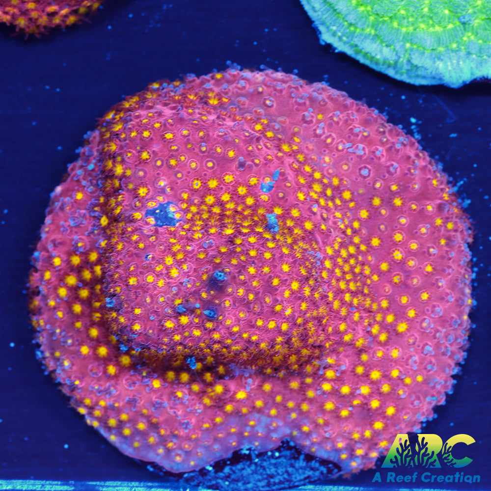 ARC Bling Bling Stylo