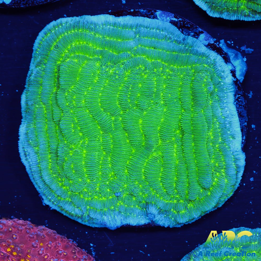 Green Pachyseris