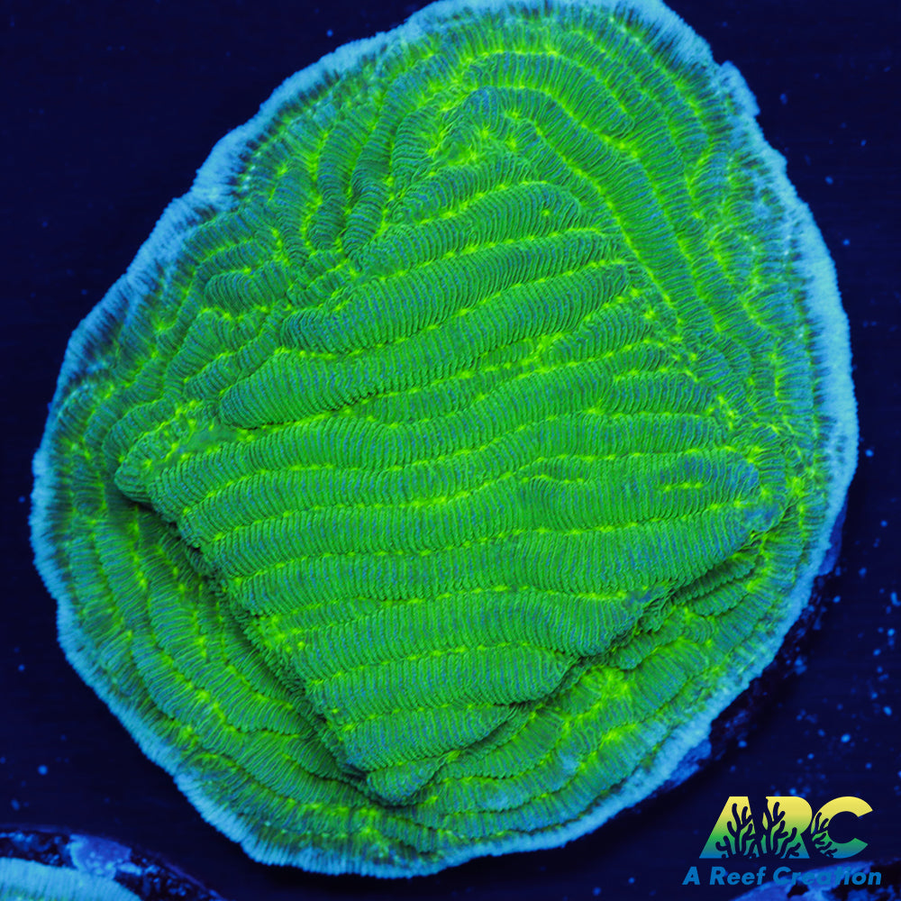 Green Pachyseris