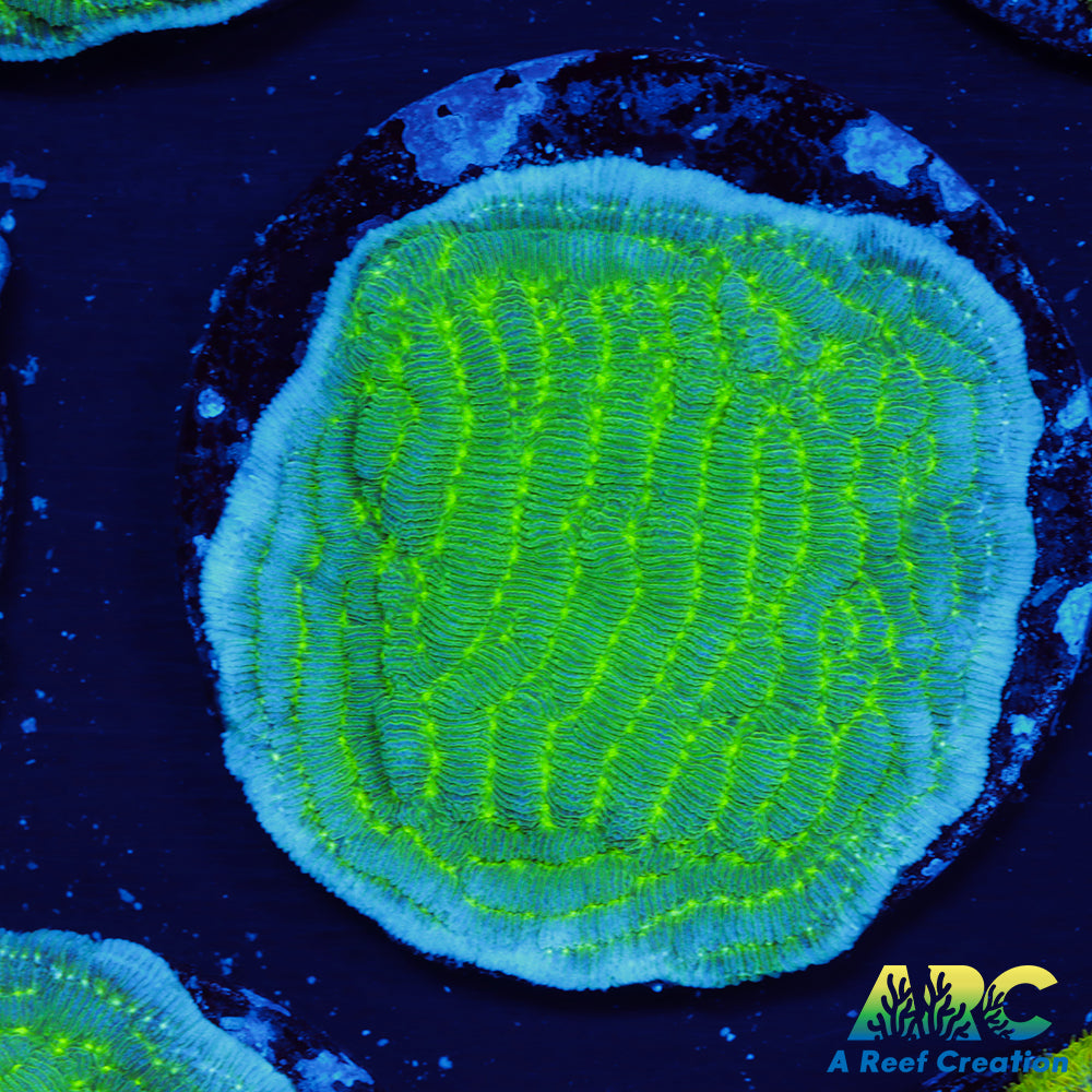 Green Pachyseris