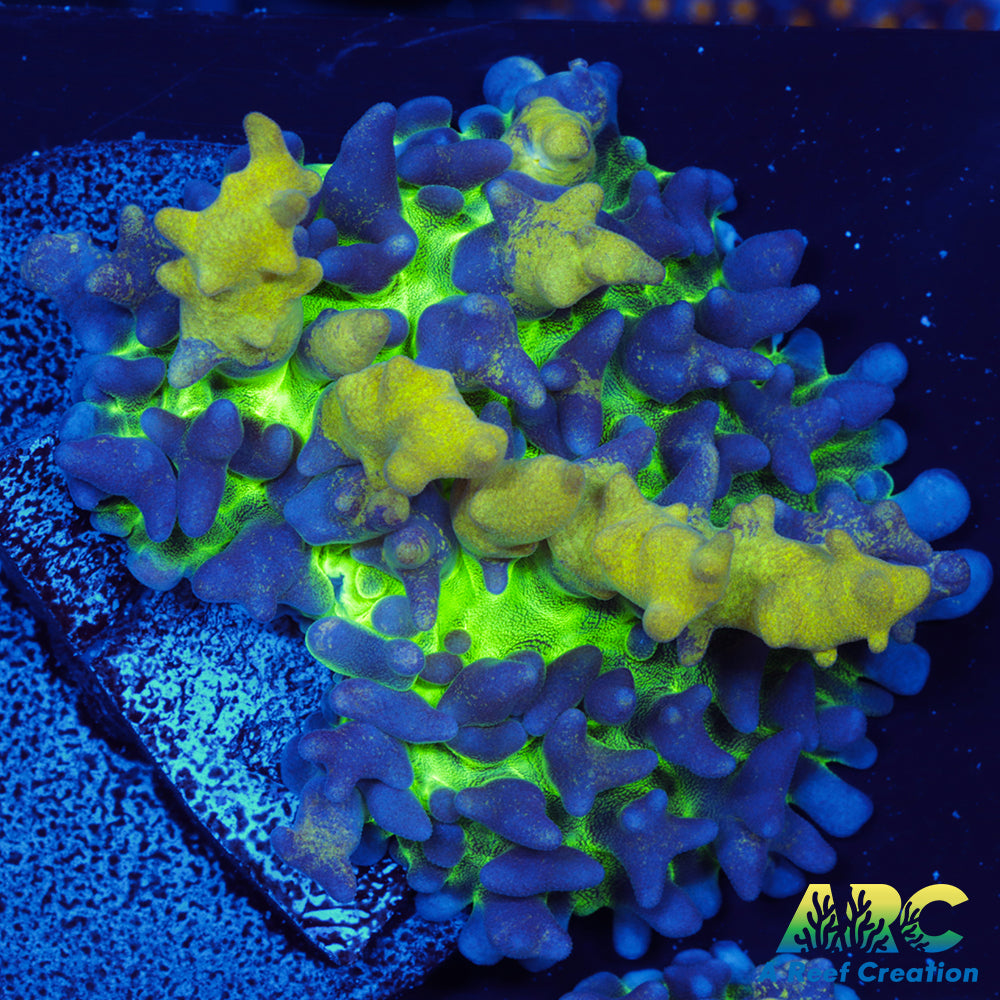 ARC Gummy Bear Bounce