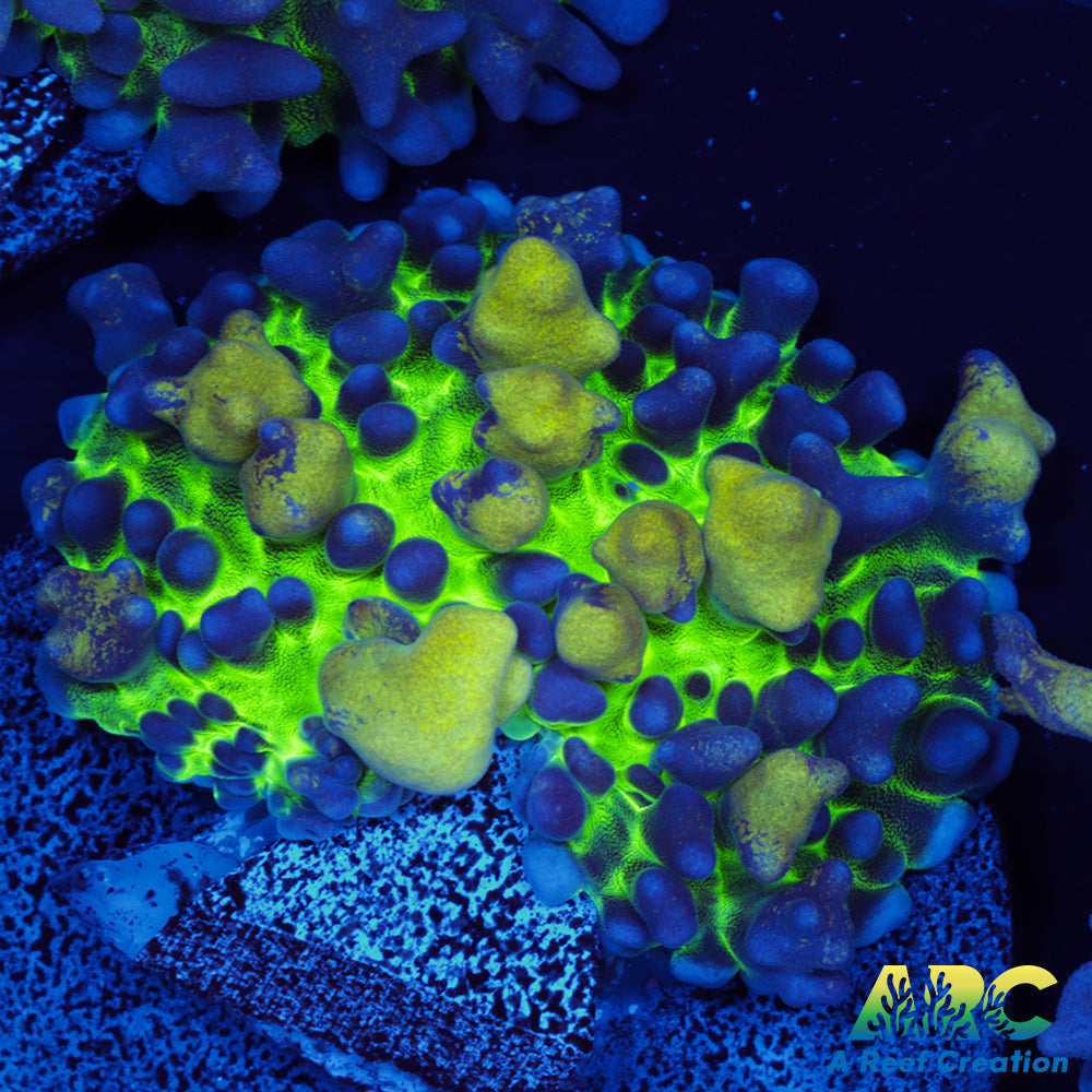 ARC Gummy Bear Bounce