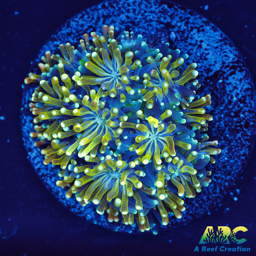 ARC Lemon Lime Galaxea