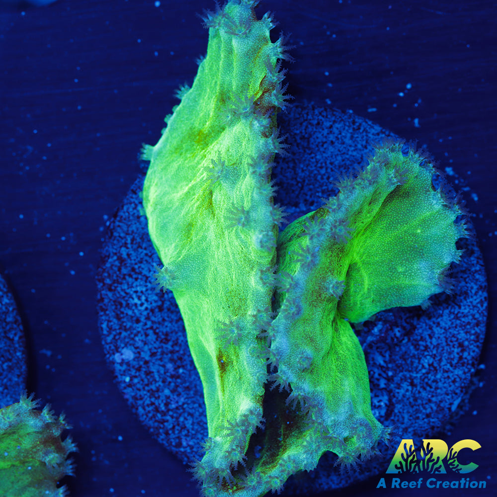 Green Cabbage Leather