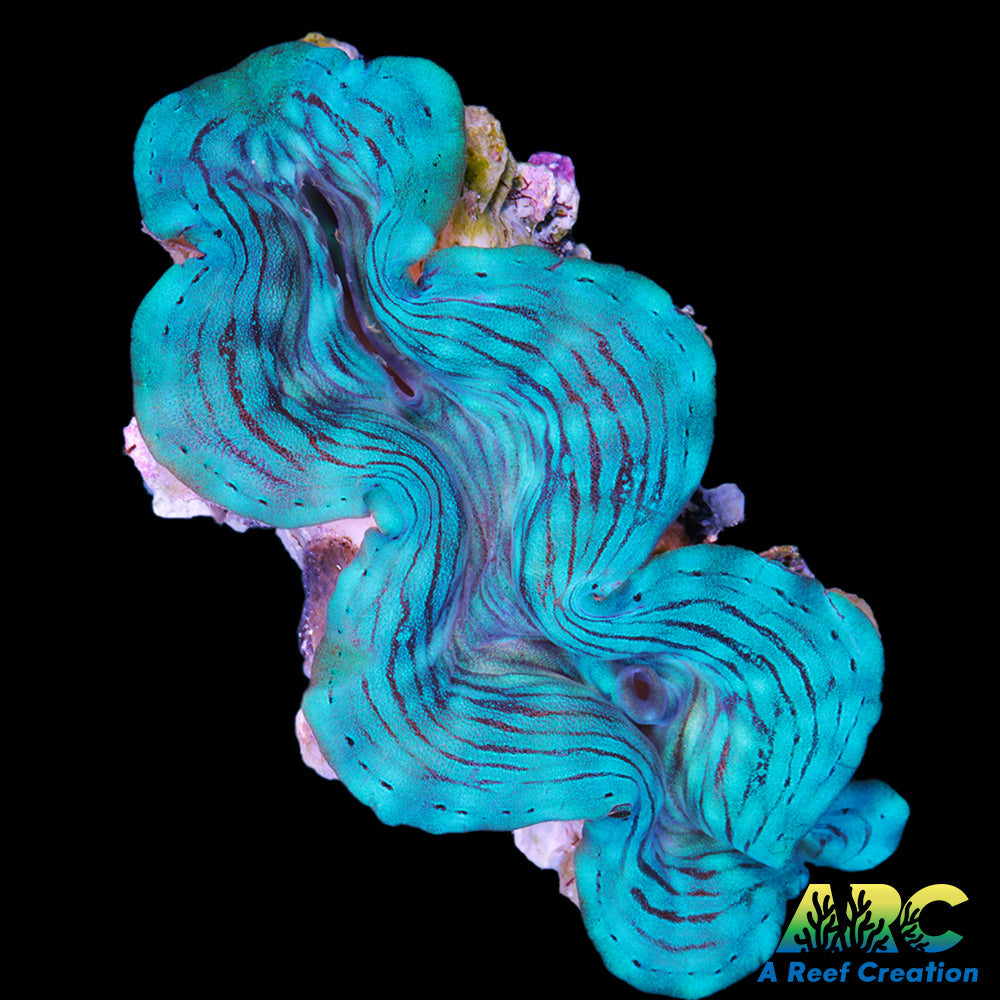 Rare Blue Squamosa Clam