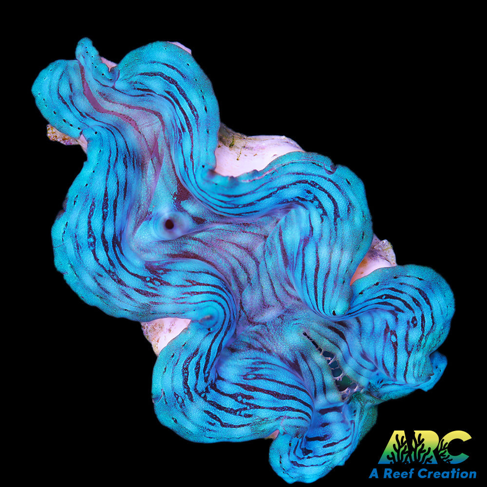 Rare Blue Squamosa Clam