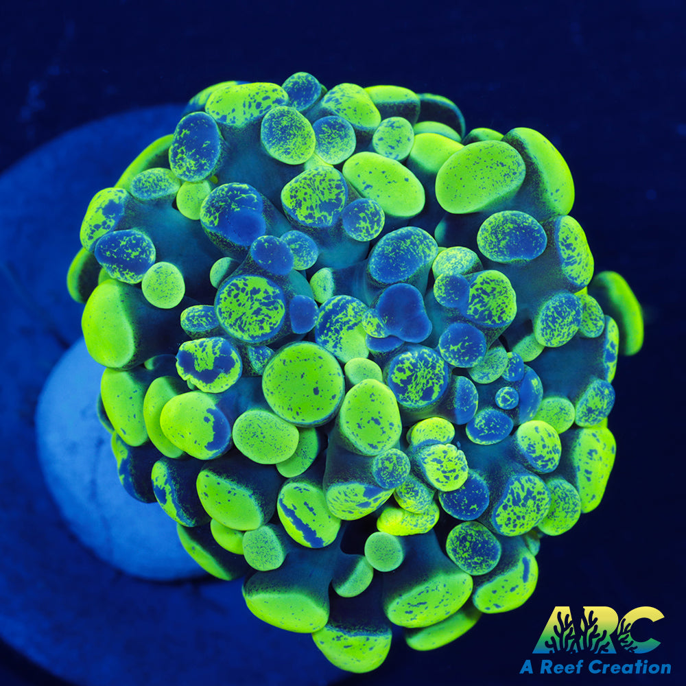 Green Splatter Hammer