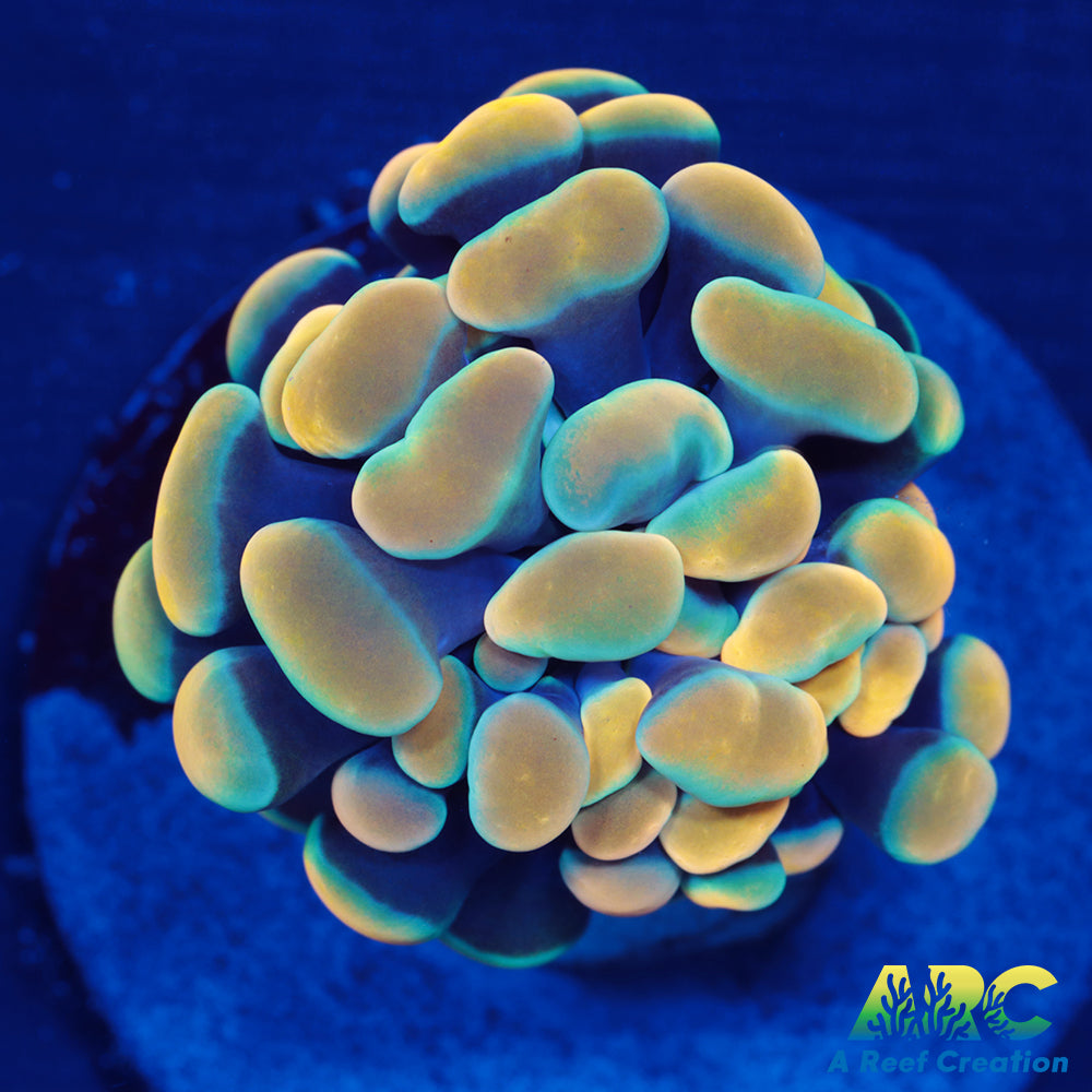 ARC Gold Hybrid Hammer