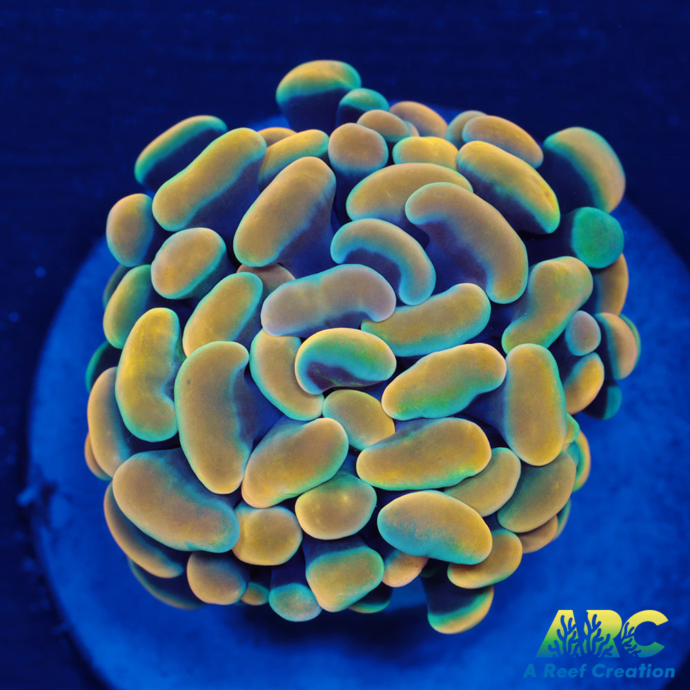 ARC Gold Hybrid Hammer