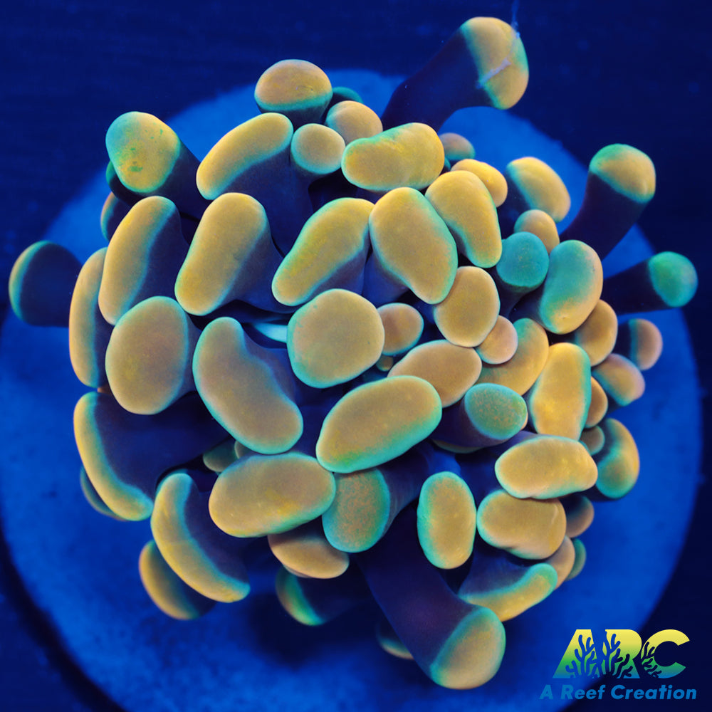 ARC Gold Hybrid Hammer