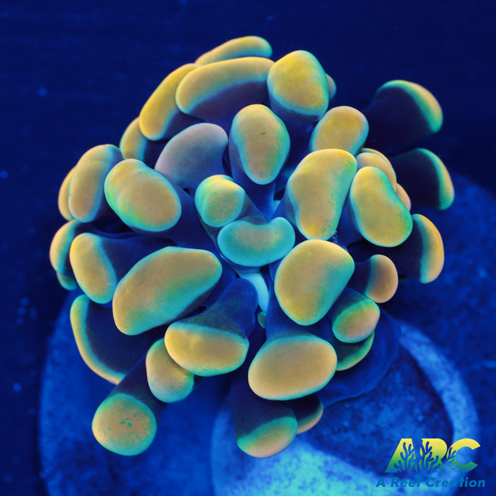 ARC Gold Hybrid Hammer