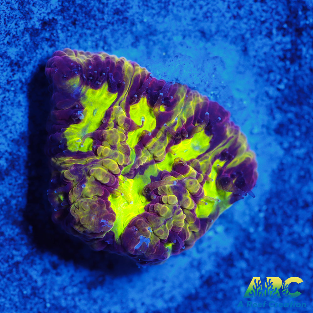 ARC Durin's Bane Favia